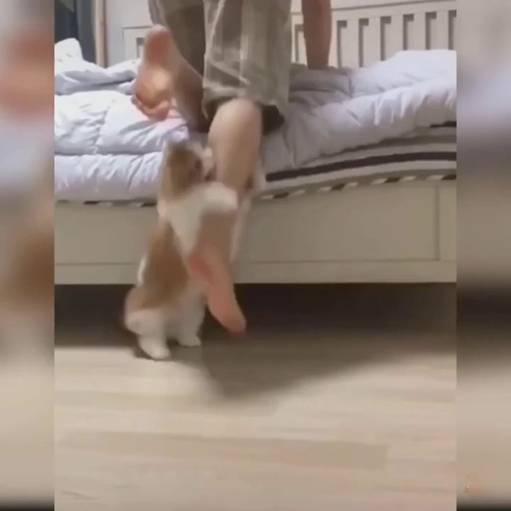 cute kittens fun 
