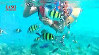 Diving in Elephant Beach, Andaman  Nikobar