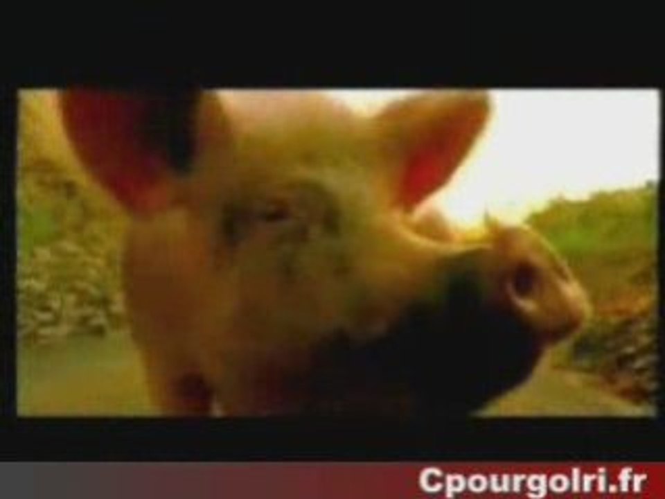 cochon - salope