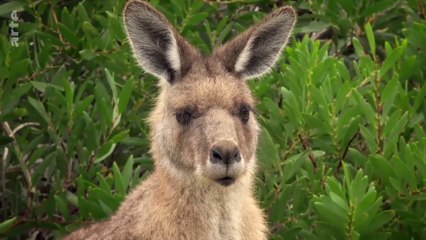 L'odyssée des animaux - Le voyage du kangourou d'Australie