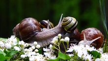 Snails