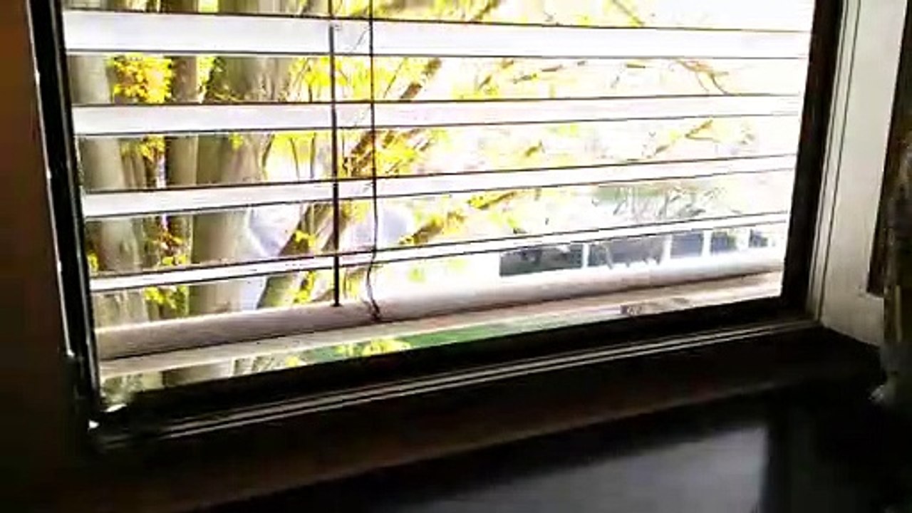 Soda can through window