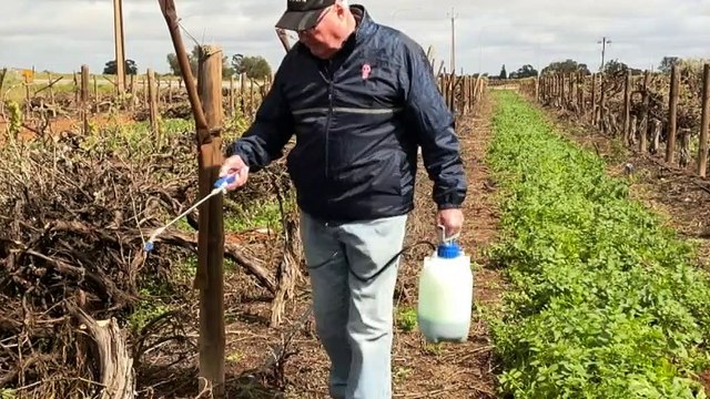 Vineyard buds are bursting in Adelaide but many of the grapes will never touch the inside of a wine bottle