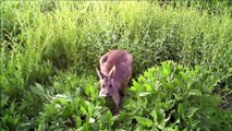 Baby Kangaroos & Joeys - Funny | Trending Kangaroos