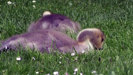Cute goose on the herbes