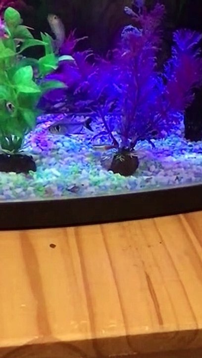 second day of adoption feeding my Goldfishes ❤️