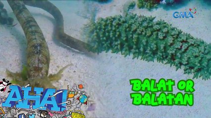 Sea creature, mala-alien ang hitsura?! | AHA!