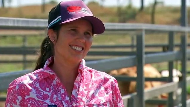 Scammers target 'hobby' buyers for sought-after Highland cattle