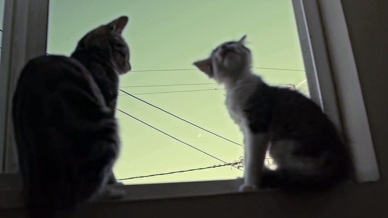 So cute and beautiful cat