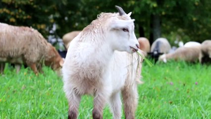 So cute and beautiful white sheep