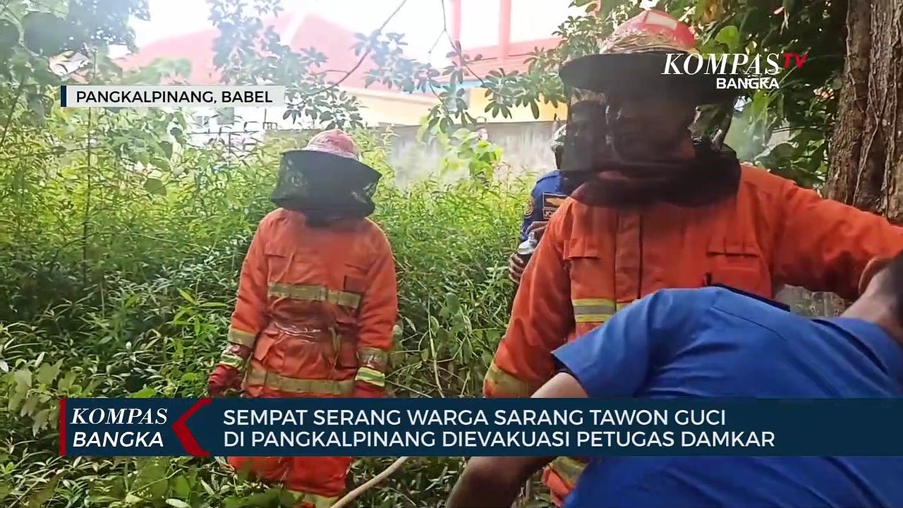 Sempat Serang Warga, Sarang Tawon Vespa di Pangkalpinang Dievakuasi Petugas Damkar