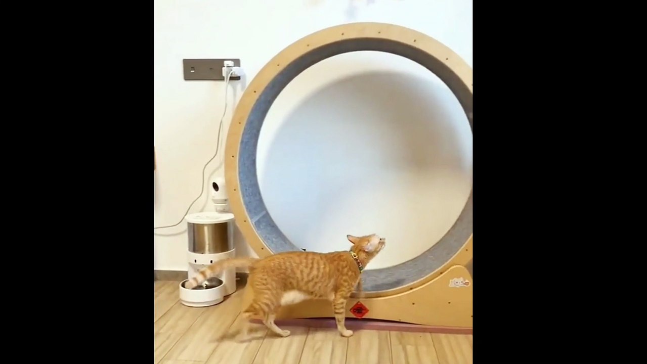 funny cat videos