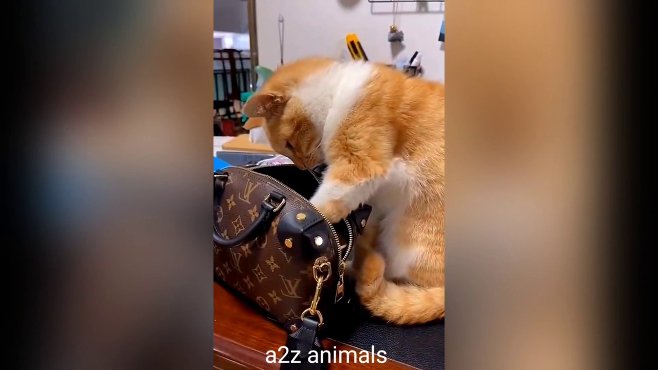 funny cat videos - part #001