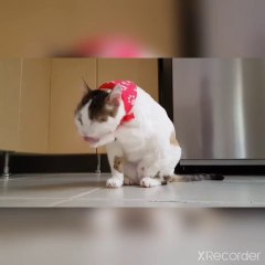 kid's masti- funny videos#25 funny animal masti time