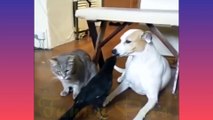 Funny  Pet's Compilation 2022 ever before you seen/Funniest Pet's Compilation 2022/Pet's