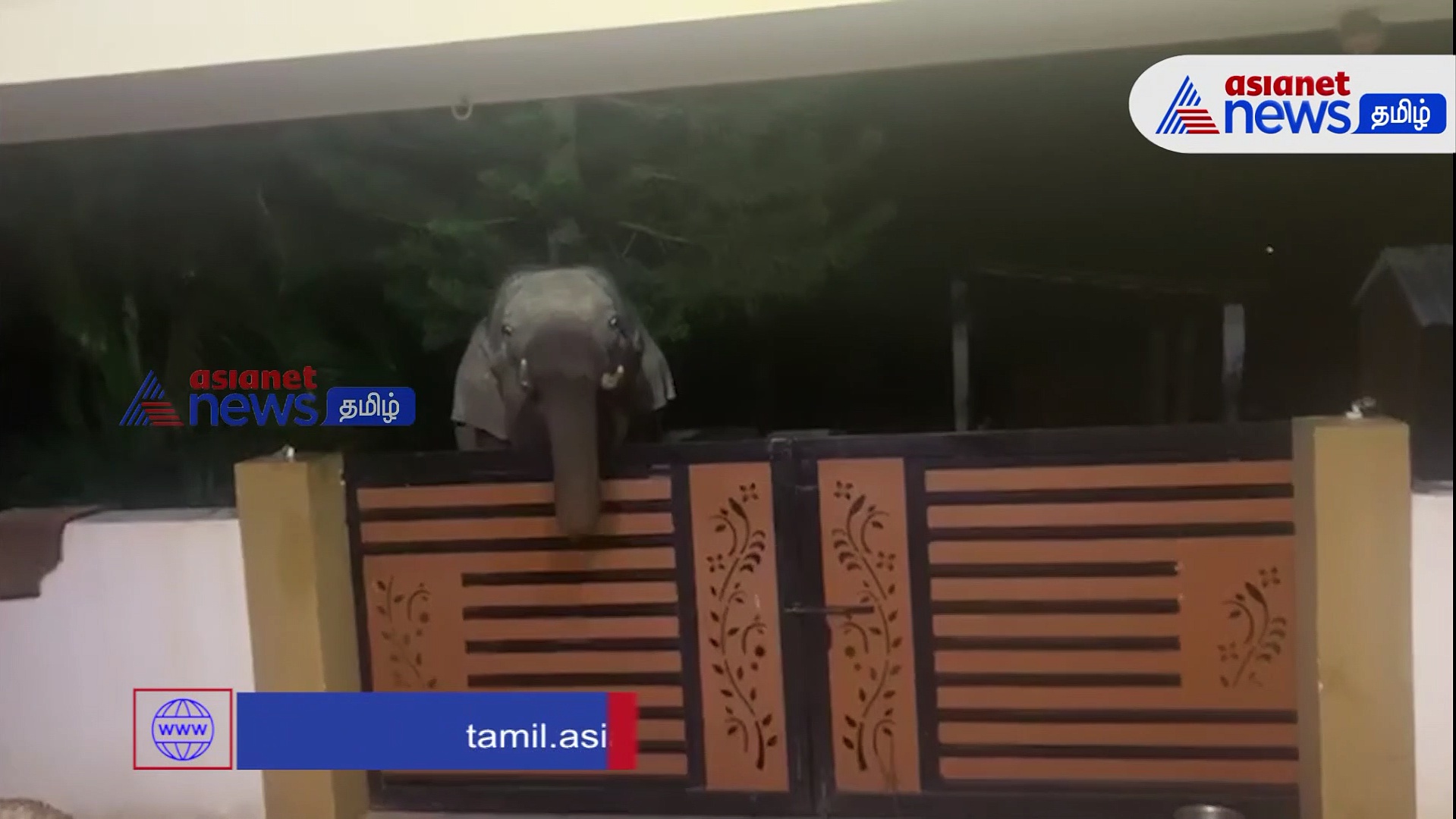 உணவு தேடி வீட்டு கதவை தட்டிய காட்டு யானை; கதவை திறந்த உரிமையாளர் அதிர்ச்சி