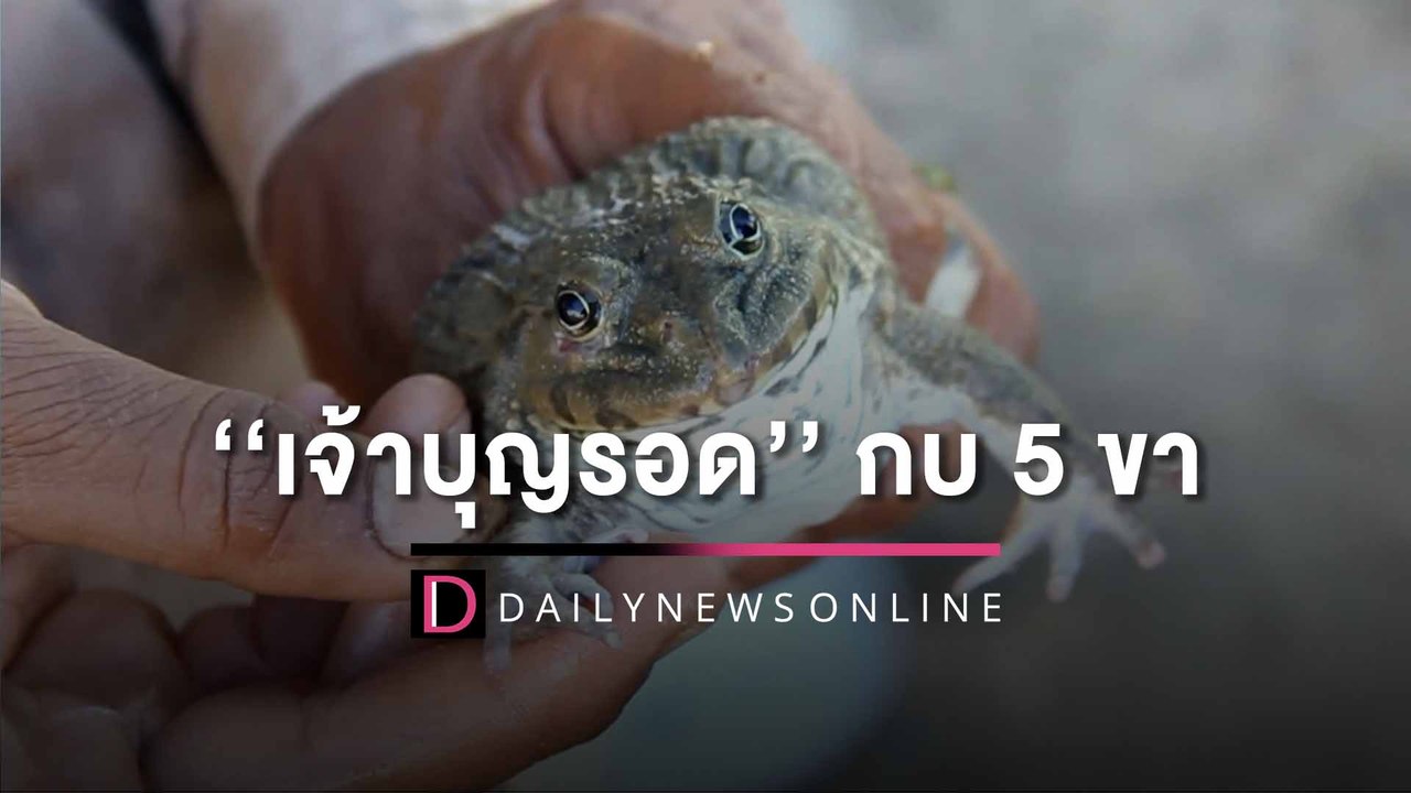 คอหวยรีบเลย! โซเชียลแห่ตีเลขเด็ด ‘‘เจ้าบุญรอด’’ กบ 5 ขา ลุ้นโชคงวดนี้ | HOTSHOT เดลินิวส์ 09/10/65
