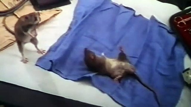 Docteur Dolittle 2 Bande-annonce (DE)