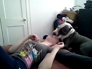 Pit bull kisses