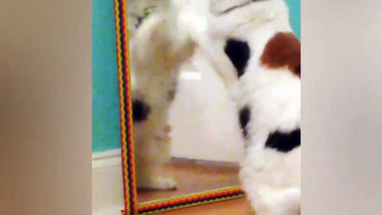 Funny animals video|| 2022 new funny videos #funny #animal #cat #dog #funnyvideo#aww #viral