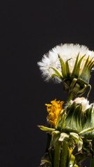 Dandelion || #shorts