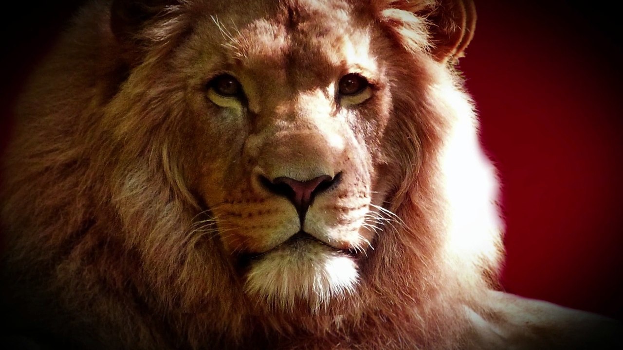 So cute and beautiful dashing lion