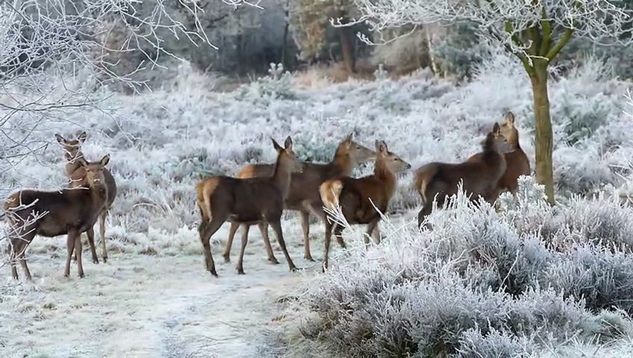 So cute and beautiful Reindeer