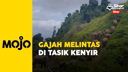 Setengah jam tunggu gajah melintas jalan