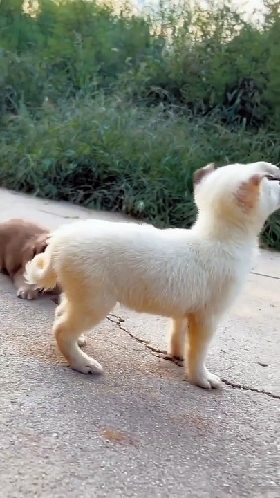 Funny animals