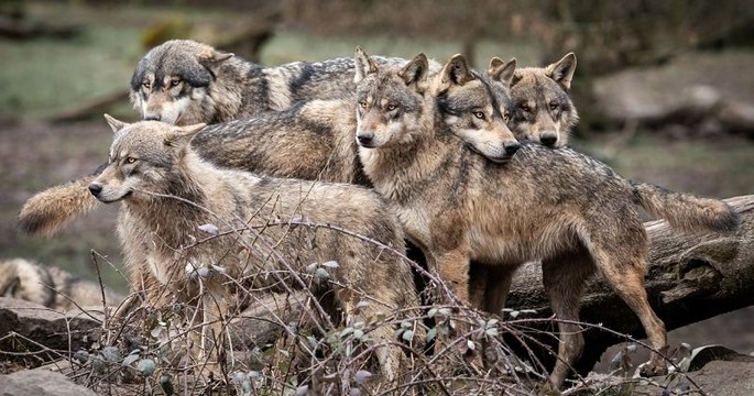 Une meute de loups aperçue près de Marseille après l'attaque d'un troupeau