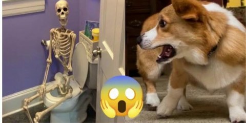 Funniest Animals Video - Funny Dogs And Cats - Try Not To Laugh Animals 2022