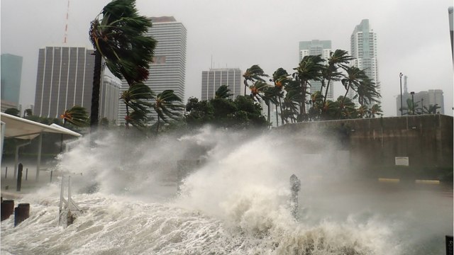 Flamingos hang-out in public bathrooms to ride out hurricane Ian