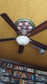 Pet Pigeon Likes Making Ceiling Fan Spin