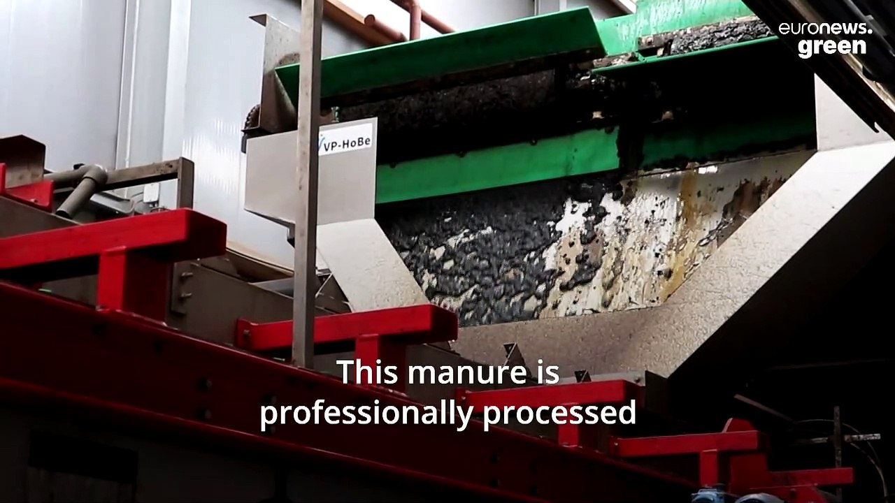 Dutch flower growers are cutting costs by using cow poo instead of buying gas