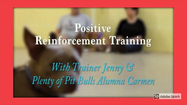 How to train your DOG Through POSITIVE REINFORCEMENT - Dog Training Videos For Beginners
