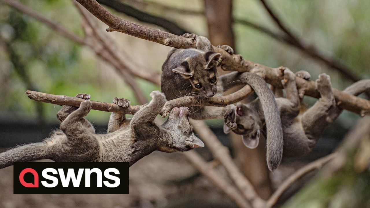 Adorable footage shows the first rare fossa pups to be born at Chester Zoo for almost a century