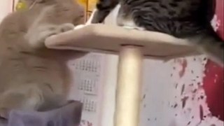 Funny  Cats  2022 | Seven Minutes Laughter