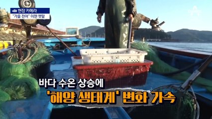 [현장 카메라]집 나간 가을 전어…“바다가 변했다”
