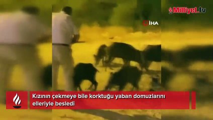 Kızının çekmeye bile korktuğu yaban domuzlarını elleriyle besledi