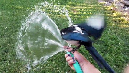 Friendly Magpie Takes a Bath