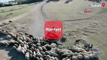 Çoban, sürüye yaklaşan drona balta fırlattı