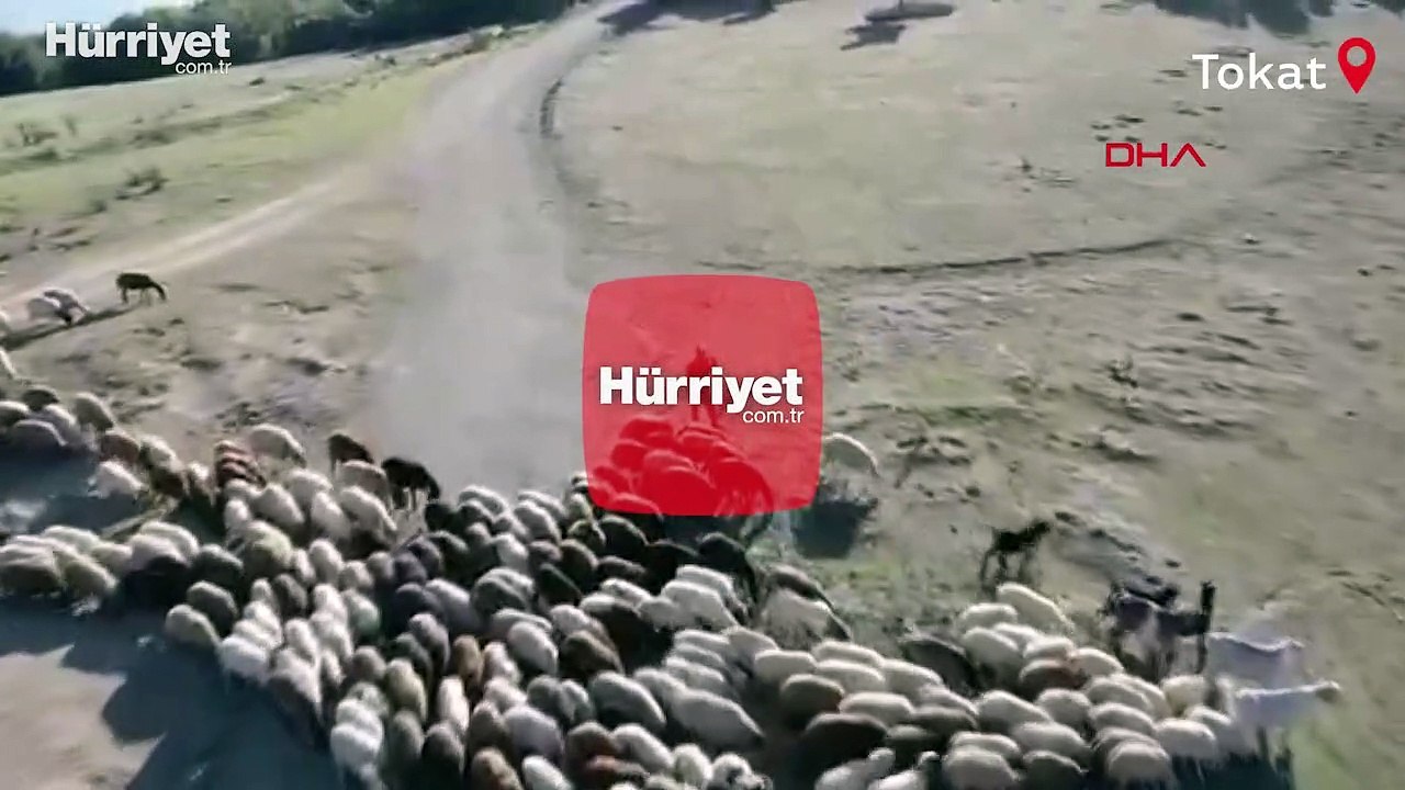 Çoban, sürüye yaklaşan drona balta fırlattı
