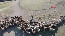 ÇOBAN, SÜRÜYE YAKLAŞAN DRONA BALTA FIRLATTI