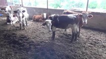 Nazillili Çiftçi: Para Kazanmamız İçin Sütün 10 Lira Olması, Etin 120 Bandına Çıkması Lazım. Bunlar Olmazsa Hayvancılık Tamamen Biter