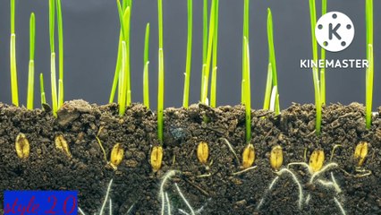 Seed Growing time lapse