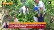 Yerba mate: el laudo de nación fijó en $70,80 el kilo de hoja verde