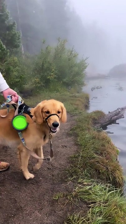 Golden dog
