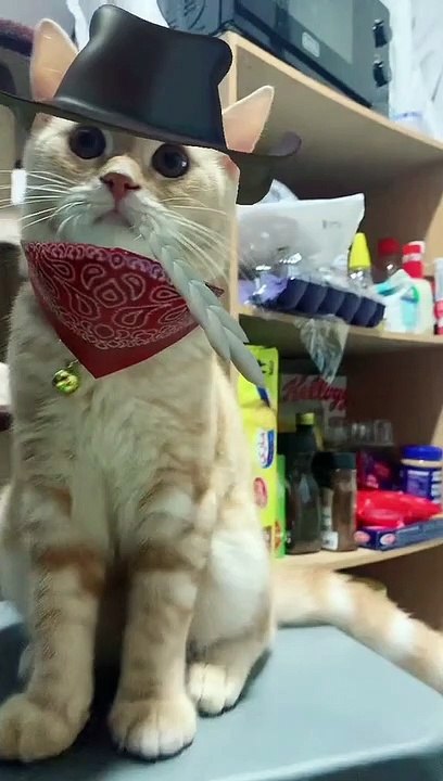 Cobow cat