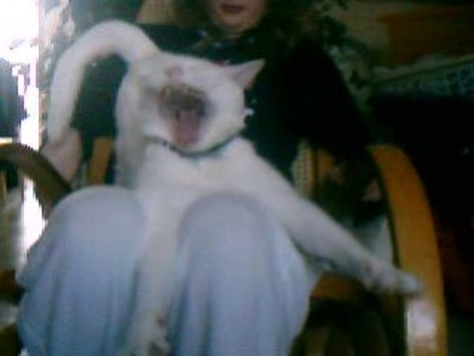 Mon chat Galake