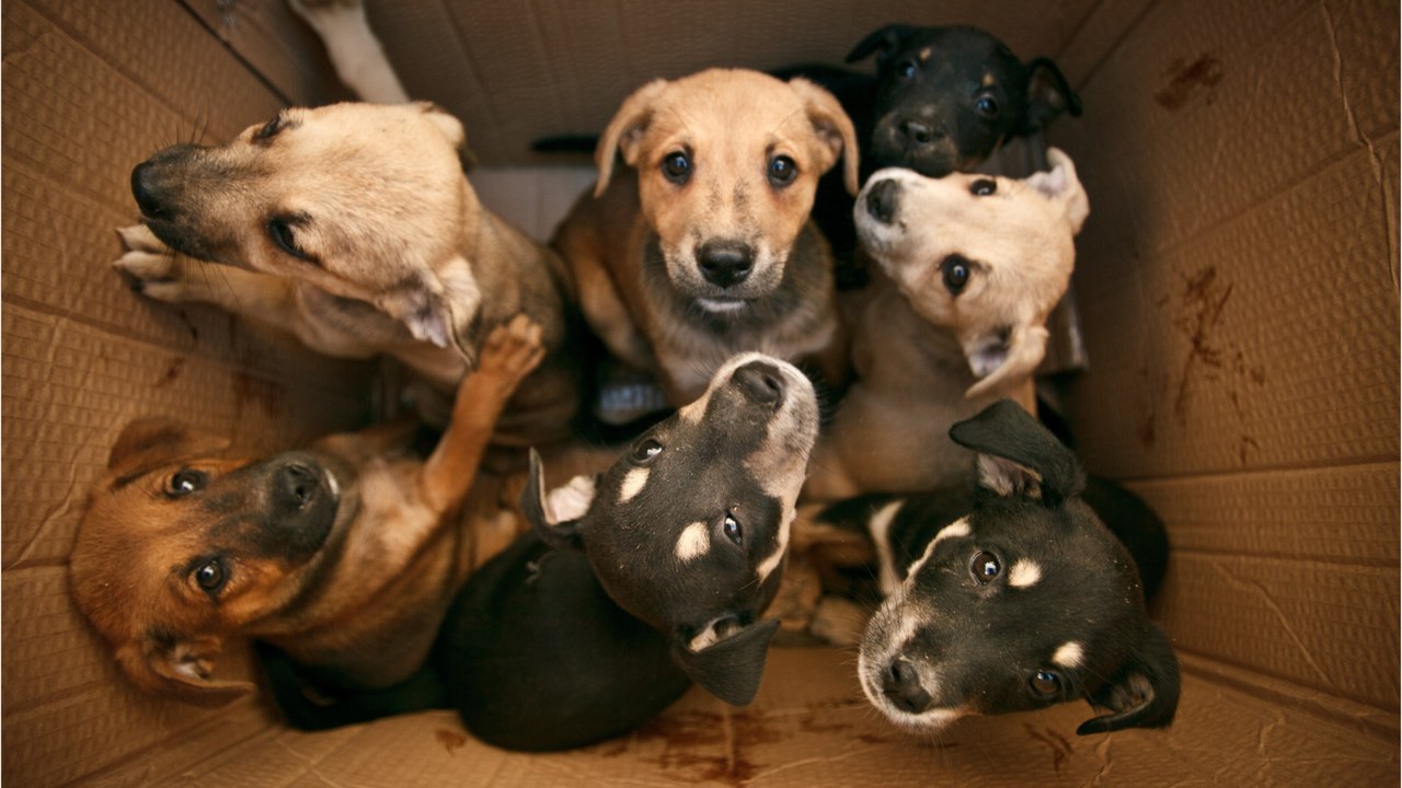 These tiny puppies were separated from their mama dog and dumped on the